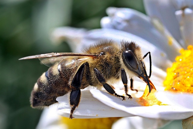včela.jpg
